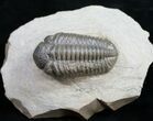 Pedinopariops Trilobite From Jorf, Morocco - #9448-2